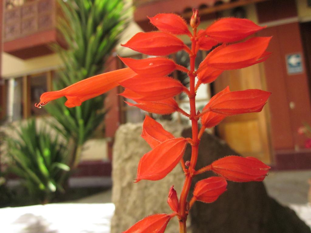 Hospedaje Kamila กุสโก ภายนอก รูปภาพ
